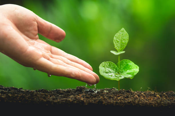 istock hand Planting tree Care Coffee tree In the natural background 986655738