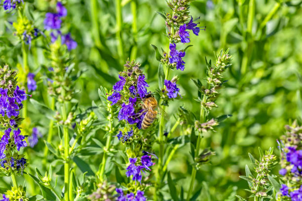 Bee on a hyssop flower in a summer garden, macro. Selective focus