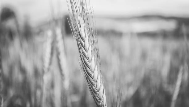 istock Rye spikes on the wheat ears field, close up view. Black and white. 986681944
