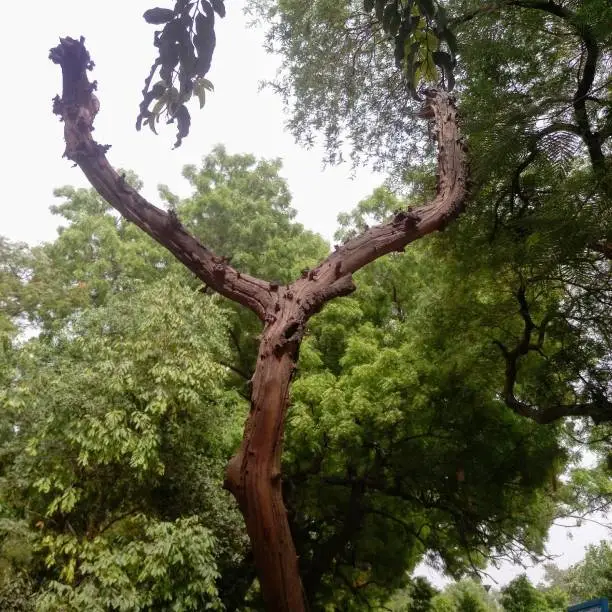 a dry tree with two hands i click the image  from the garden in delhi 2018