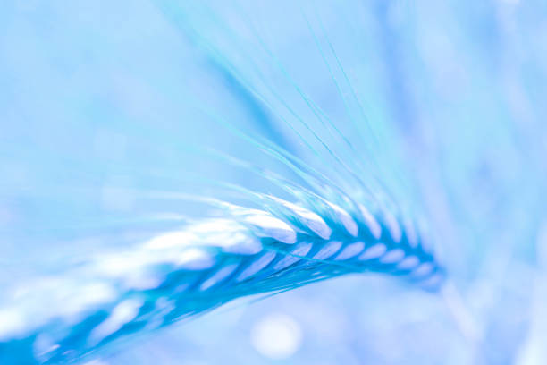 istock Abstract rye spikes on the wheat ears field backdrop, close up view. 986681964