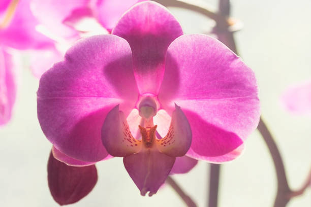 istock Phalaenopsis Pink white orchid one flower in bloom close up 986682456