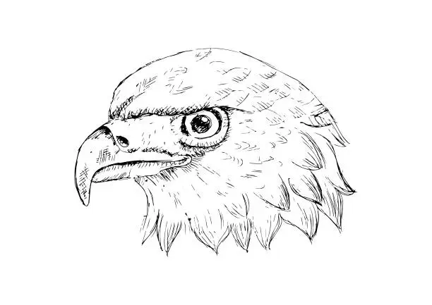Vector illustration of Eagle head logo Template. Hand draw illustration.