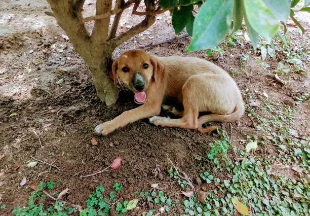 Puppy Sitting under  the shadow of the plant i click the image in garden delhi 2018