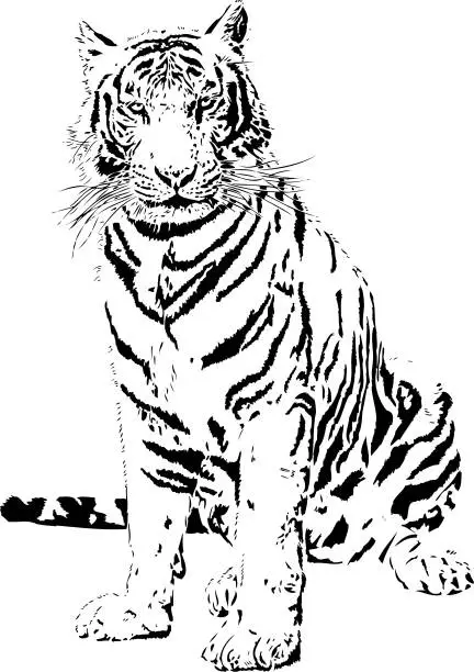 Vector illustration of Tiger portrait in black lines