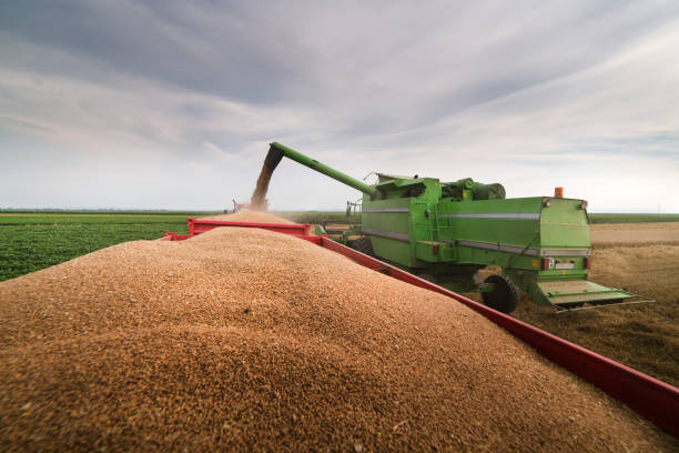 istock Pouring wjeat grain  into tractor trailer after harvest 986696258