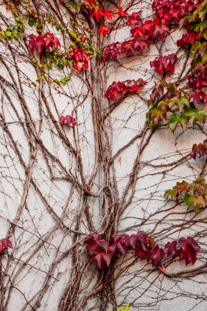 istock wild creepy vine Ampelopsis grape branches. Fall season. Vibrant autumn foliage 986697862