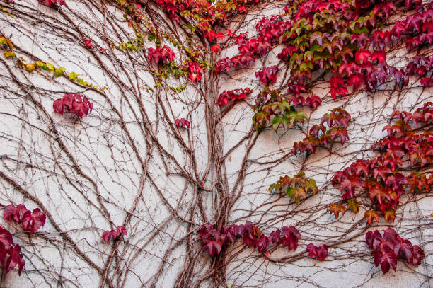 istock wild creepy vine Ampelopsis grape branches. Fall season. Vibrant autumn foliage 986697876