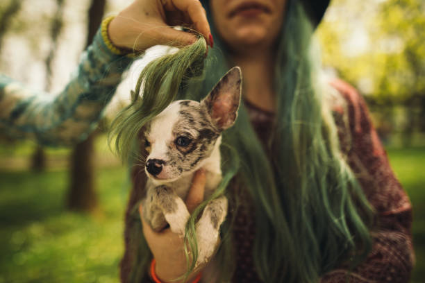 il a une nouvelle coiffure - chihuahua stroking pets human hand photos et images de collection