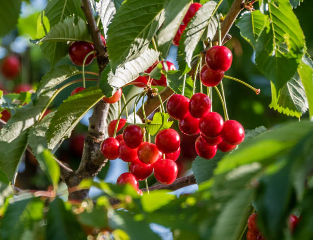 istock Ripe Cherries Hanging on a Cherry Tree Branch 986698598