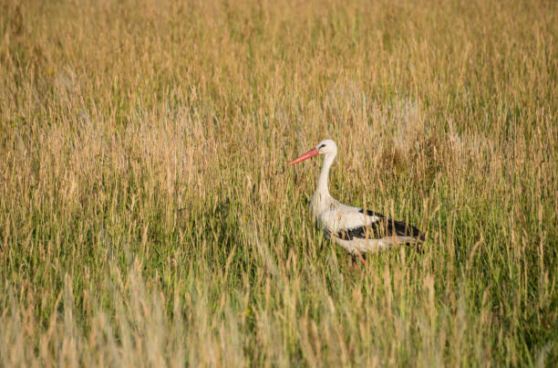 istock Stork Standing in a Grassy Meadow 986698810