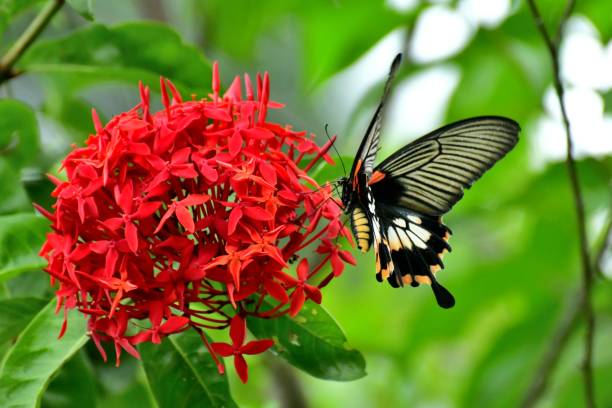 istock Ixora Flower and Butterfly 986703426