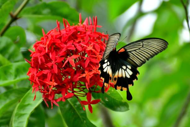 istock Ixora Flower and Butterfly 986703928