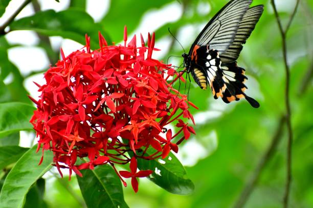 istock Ixora Flower and Butterfly 986704996