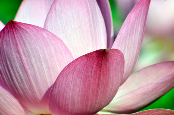 istock Beauty in nature 986706764
