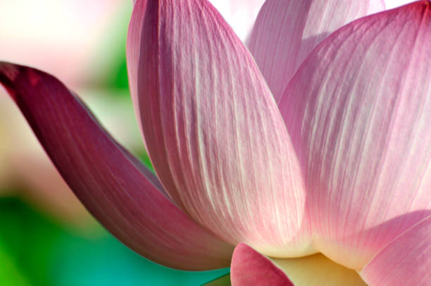 istock Beauty in nature 986706900