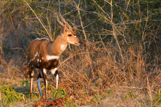 Bushbuck Bushbuck in Zambia bushbuck stock pictures, royalty-free photos & images