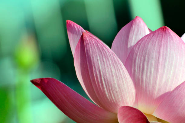 istock Beauty in nature 986708918