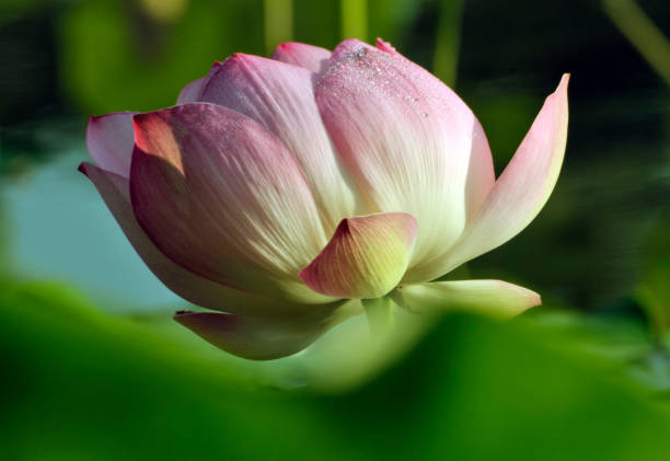 istock Beauty in nature 986708936