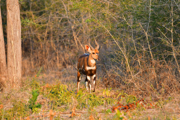 Bushbuck Bushbuck in Zambia bushbuck stock pictures, royalty-free photos & images