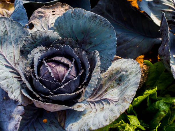 istock Red cabbage, detail of sprout vegetables(Close up). 986716048