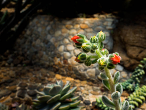 Echeveria 'Doris Taylor', Beautiful succulent plant.