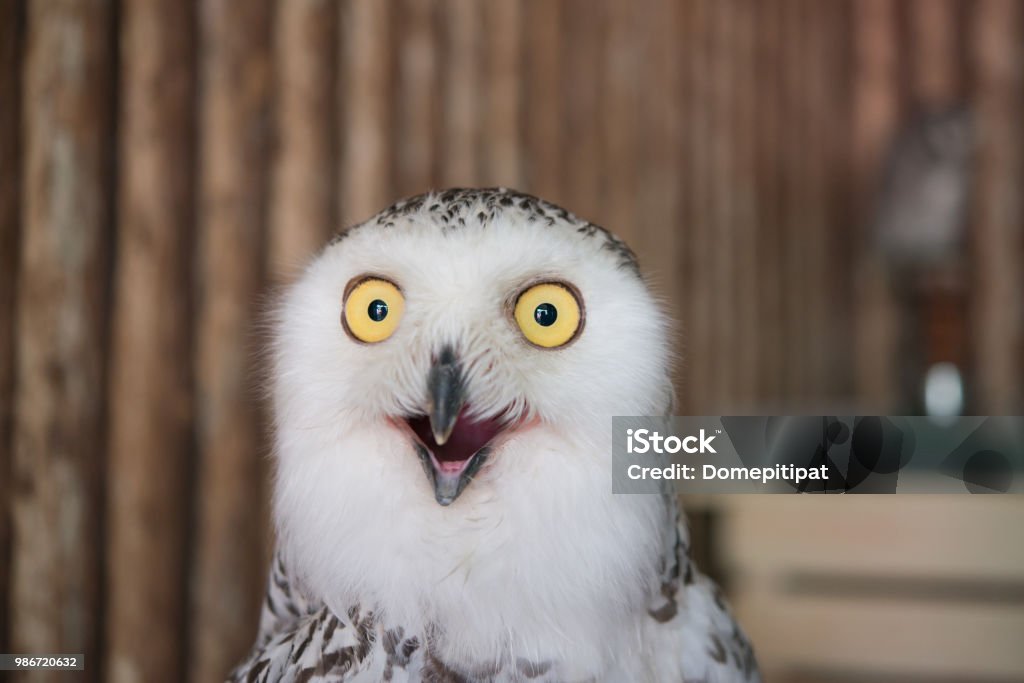 Close up snowy owl eye with wooden background Humor Stock Photo