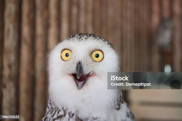 Close Up Snowy Owl Eye With Wooden Background Stock Photo - Download Image Now - Humor, Surprise, Animal