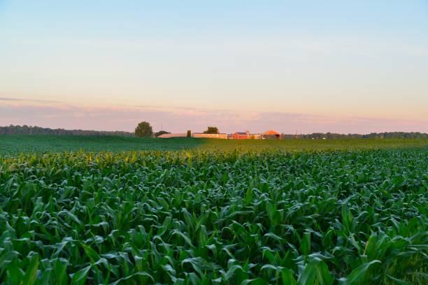 새벽에 옥수수 농장 - morning cereal plant fog corn crop 뉴스 사진 이미지