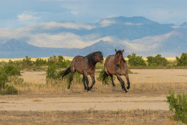istock Wild Horses in the Utah Desert 986722510