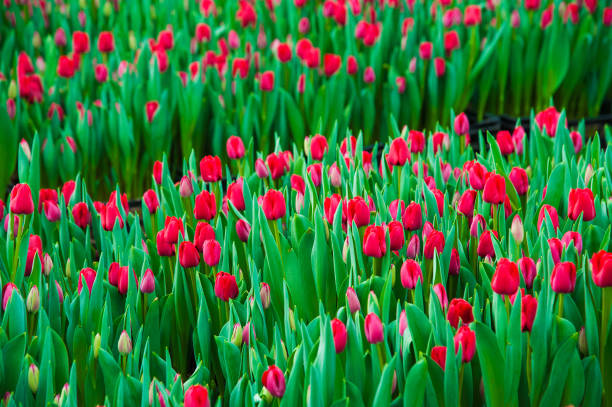 istock Spring scene of tulip field 986725024