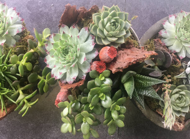 istock Succulent plant Echeveria 986727196