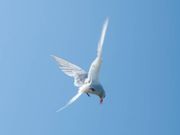 istock Birds of the Farne Islands 986727738