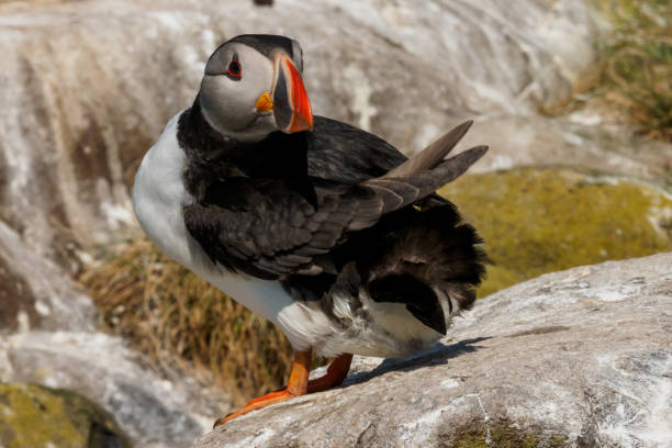 istock Birds of the Farne Islands 986727742