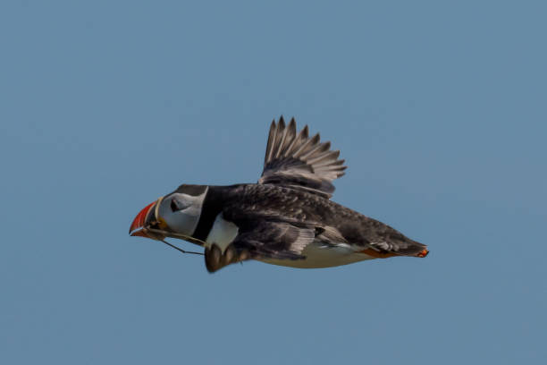 istock Birds of the Farne Islands 986727838