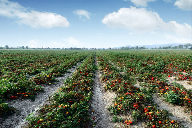 Tomato field on summer day stock photo