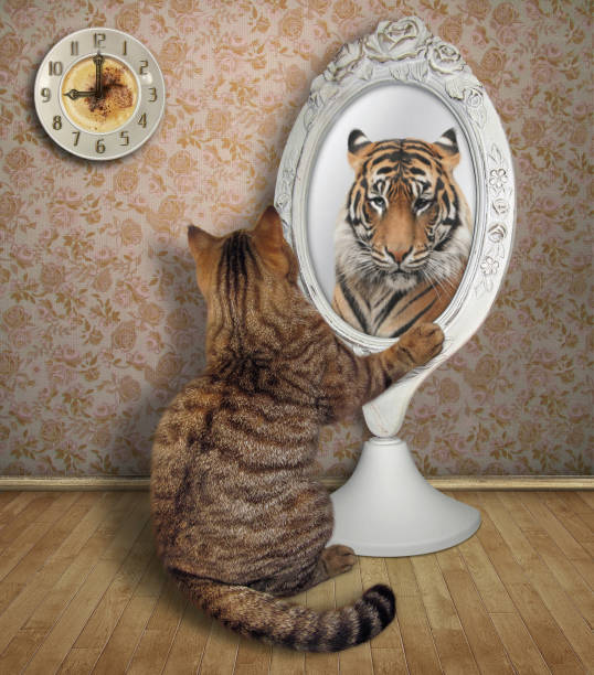 istock Cat sits and looks in the mirror 2 986731996