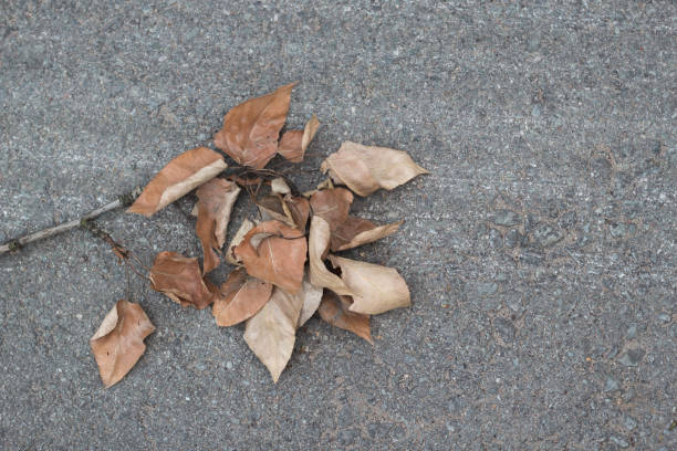 istock Branch with dry leaves 986732298