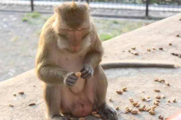 Photo of Monkey eats nuts