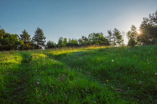 green meadow through which the sun shines with rays and blue sky, space for text, background image wallpaper