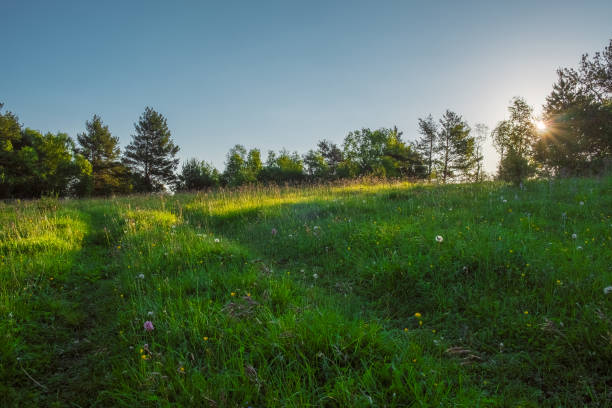 green meadow through which the sun shines with rays and blue sky, space for text - vacant land imagens e fotografias de stock