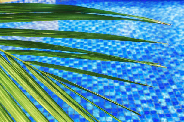 istock Blurred abstract summer background, sunny day in tropical climate, palm leaf on background of blue water pool. 986733806