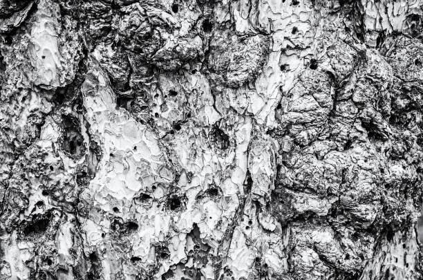 istock Background of conifer tree bark, colorless 986741228