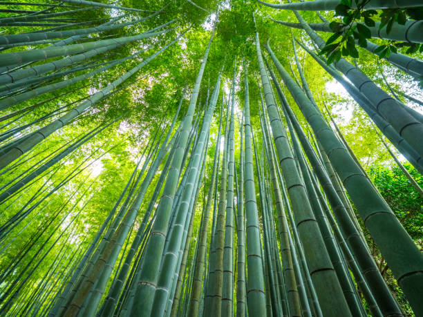 istock Tall Bamboo trees in an Japanese Forest 986741676