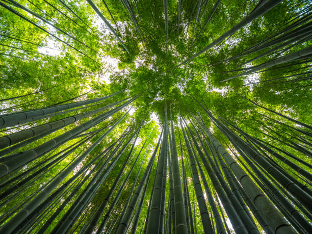 istock Bamboo Forest in Japan - a wonderful place for recreation 986742226