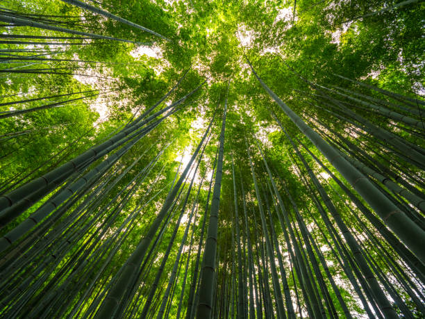 istock Bamboo Forest in Japan - a wonderful place for recreation 986742496