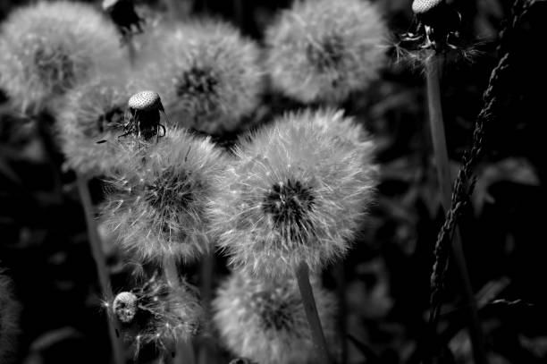 istock Dandelion with fluffy seeds 986744760