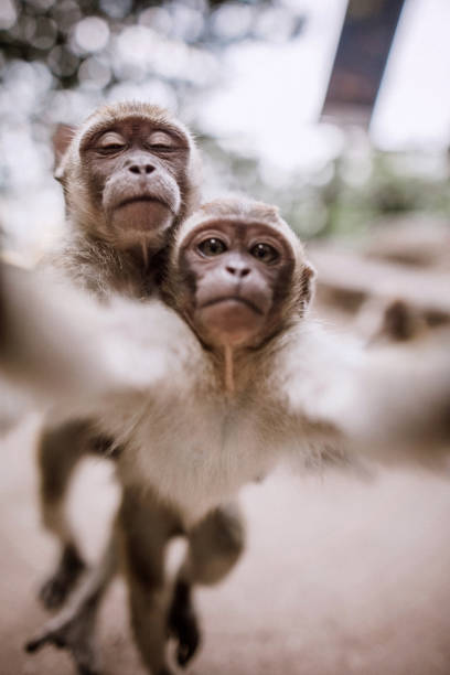 Cute Monkeys Taking Selfie Stock Photo - Download Image Now - Animal,  Animal Themes, Selfie - iStock