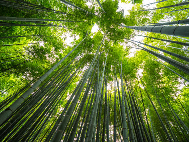 istock Amazing wide angle view of the Bamboo Forest in Kamakura 986745882
