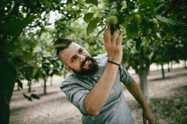istock Handsome Male Quality Inspector Checking Apples In Orchard 986746094